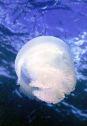 Jelly; Pelelieu, Eastern Caroline Islands; Housed Nikon F... by Rick Tegeler 